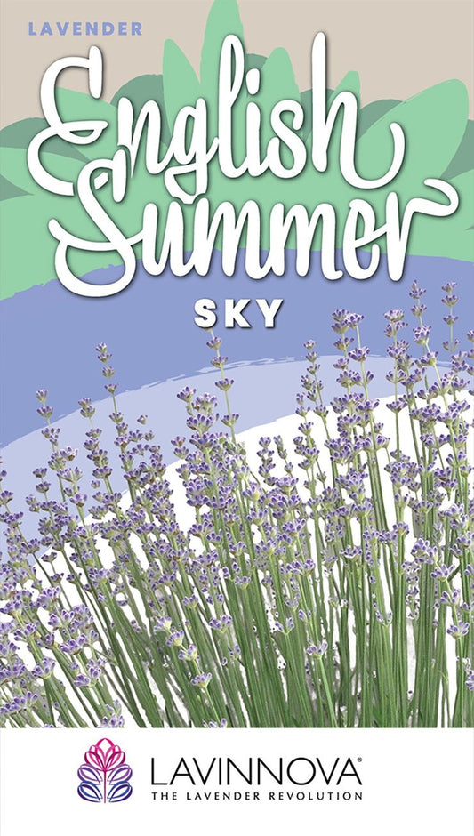 LAVINNOVA® Lavender ‘English Summer Sky’