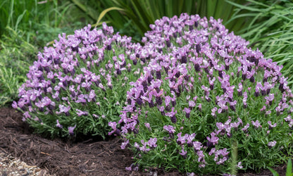 Lavender LAVINNOVA® ‘Lilac Lace’