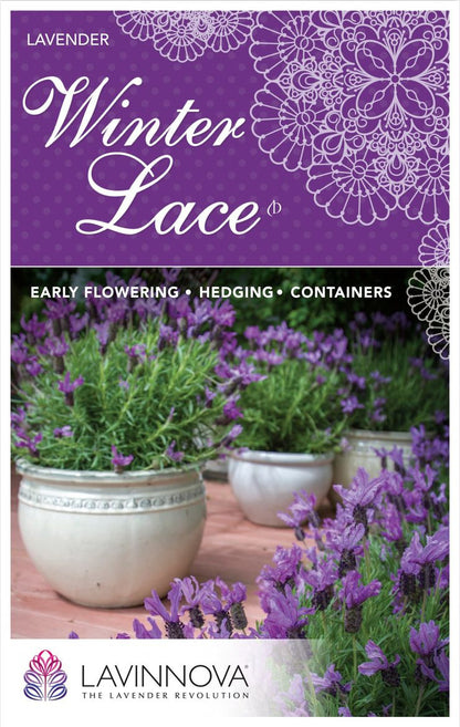 Lavender LAVINNOVA® ‘Winter Lace’