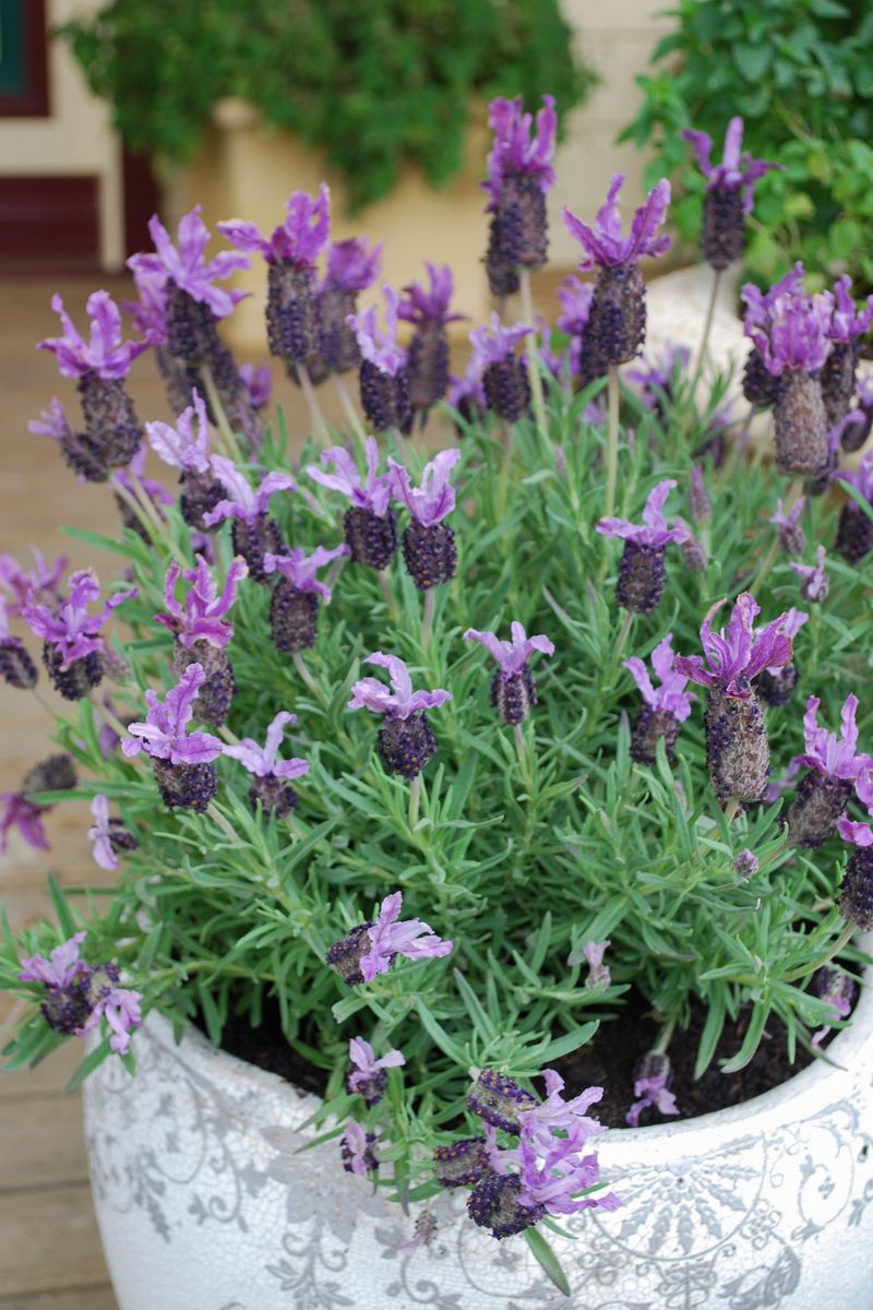Lavender LAVINNOVA® ‘Winter Lace’