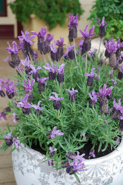 Lavender LAVINNOVA® ‘Winter Lace’