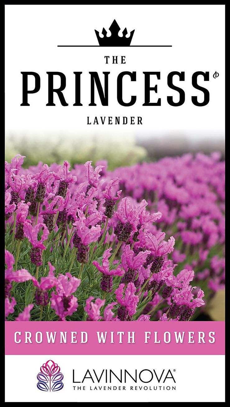 LAVINNOVA® ‘The Princess Lavender’