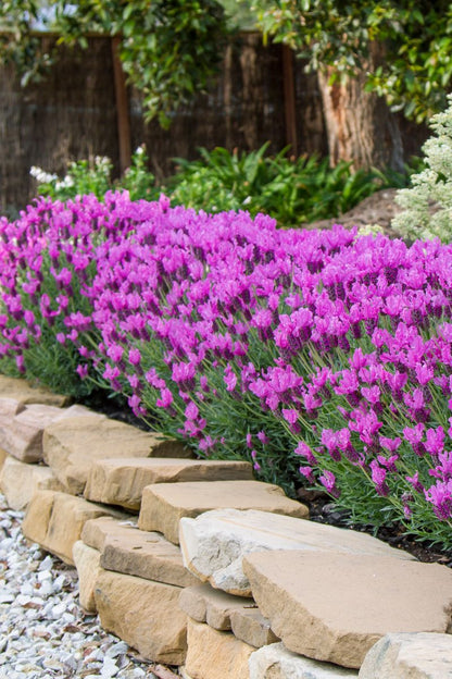 LAVINNOVA® ‘The Princess Lavender’