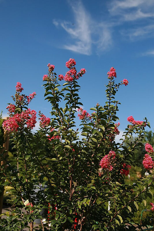 Lagerstroemia Comanche