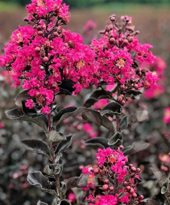 Lagerstroemia Diamonds in the Dark Mystic Magenta