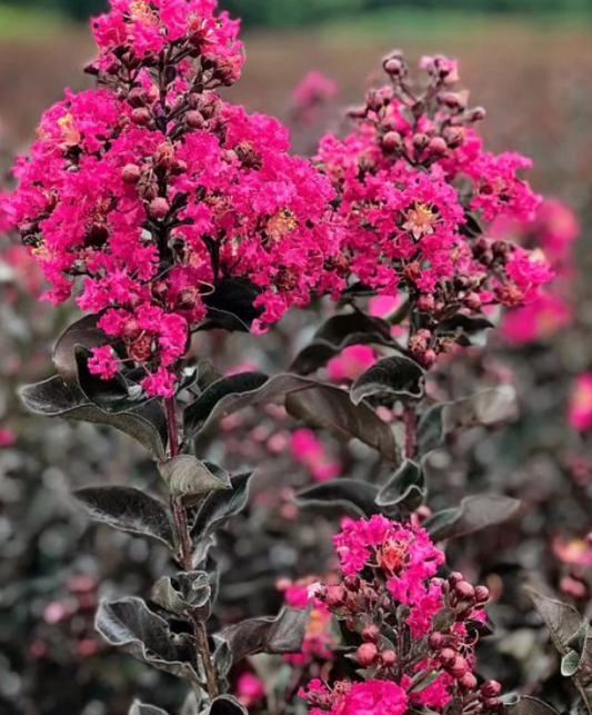 Lagerstroemia Diamonds in the Dark Mystic Magenta