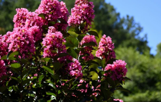 Lagerstroemia Hopi
