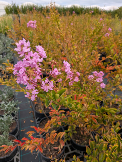 Lagerstroemia Lipan