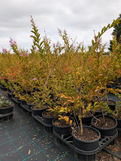 Lagerstroemia Lipan
