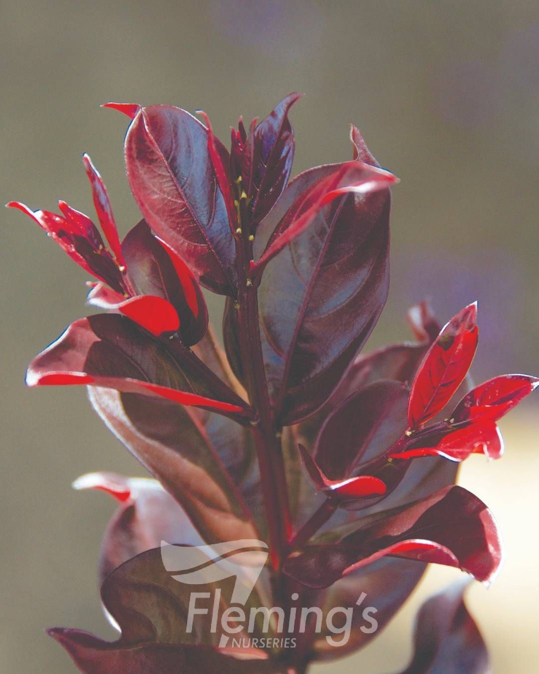 Lagerstroemia Plum Magic