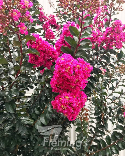Lagerstroemia Plum Magic