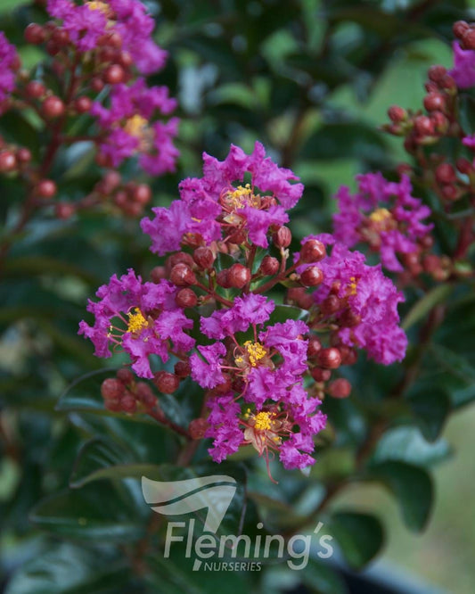 Lagerstroemia Purple Magic