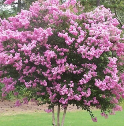 Lagerstroemia Sioux