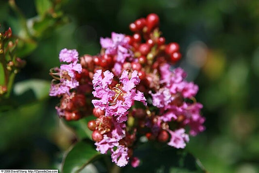 Lagerstroemia Zuni