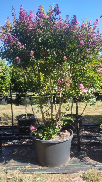 Lagerstroemia Hopi