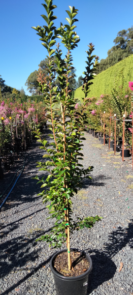 Lagerstroemia Sioux