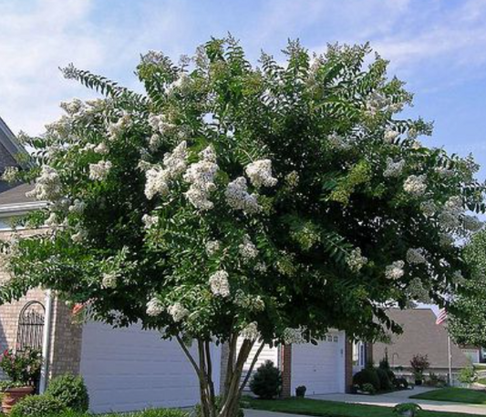 Lagerstroemia indica Alba