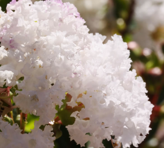 Lagerstroemia indica Dwarf White