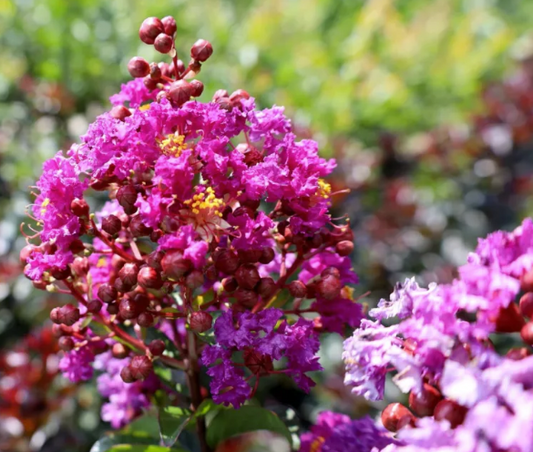 Lagerstroemia indica Mauve