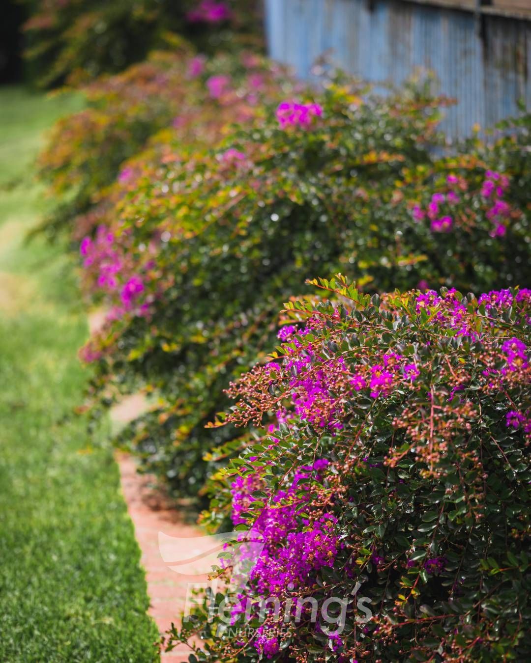 Lagerstroemia indica New Orleans