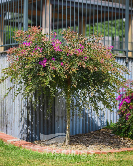 Lagerstroemia indica New Orleans