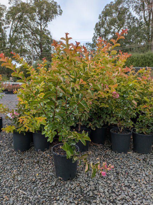 Lagerstroemia indica Pink