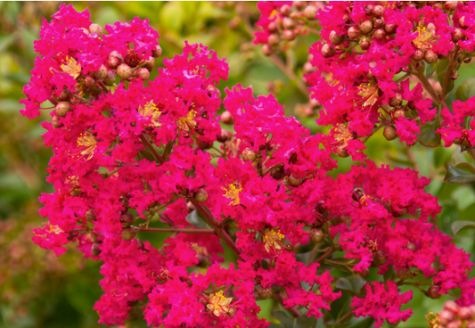 Lagerstroemia indica Rubra