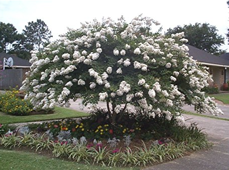 Lagerstroemia indica x fauriei 'Acoma'