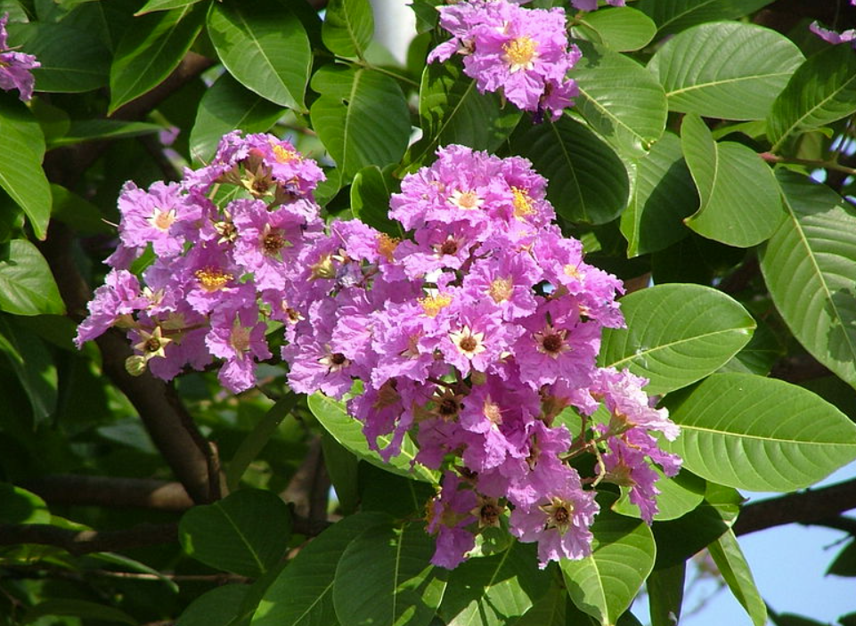 Lagerstroemia speciosa