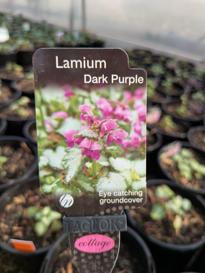 Lamium Dark Purple