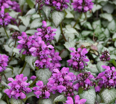 Lamium Dark Purple