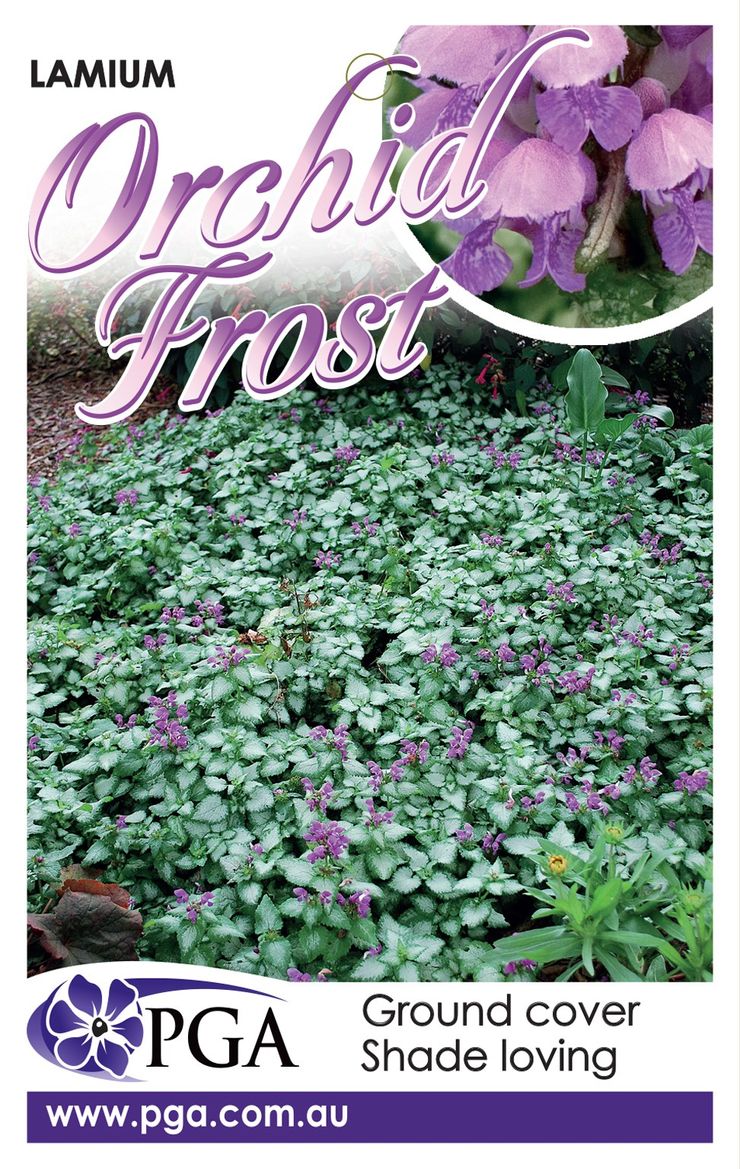 Lamium ‘Orchid Frost’