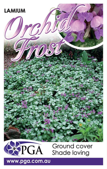 Lamium ‘Orchid Frost’
