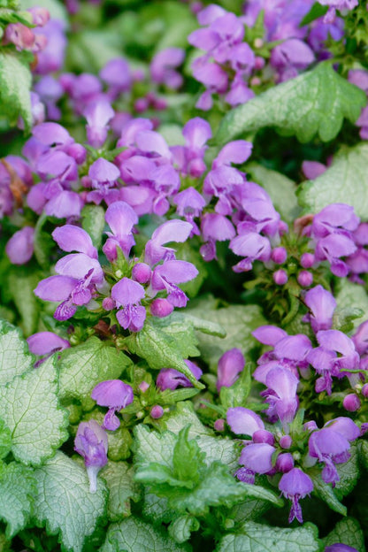 Lamium ‘Orchid Frost’