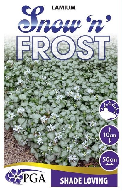 Lamium ‘Snow n Frost'