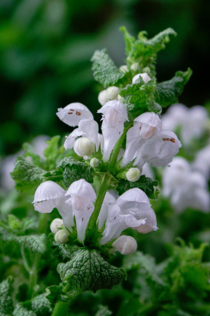 Lamium ‘Snow n Frost'