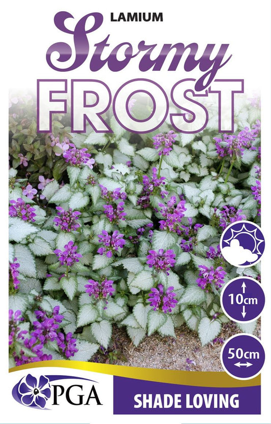 Lamium ‘Stormy Frost'