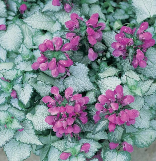 Lamium maculatum Beacon Silver