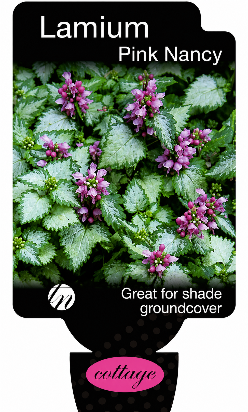 Lamium maculatum Pink Nancy