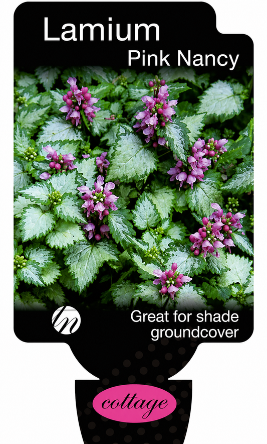 Lamium maculatum Pink Nancy