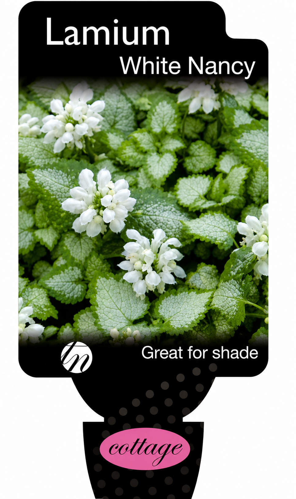 Lamium maculatum White Nancy