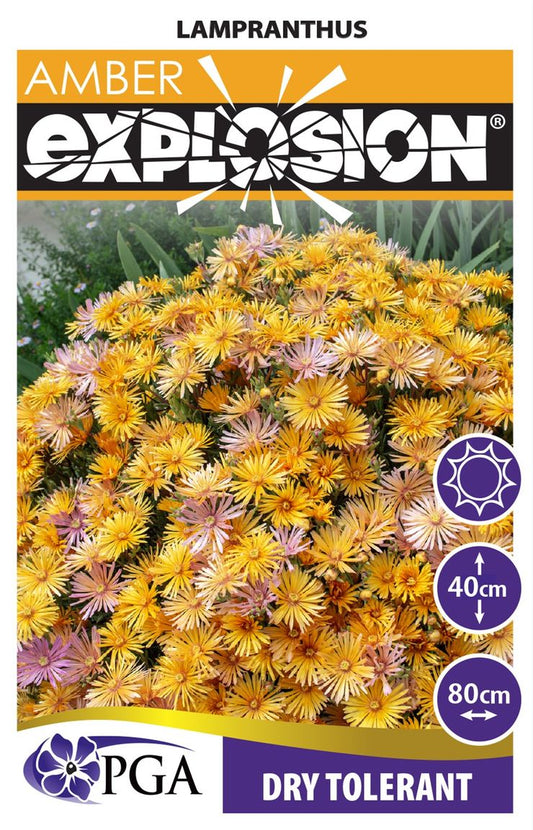 Lampranthus EXPLOSION® ‘Amber’