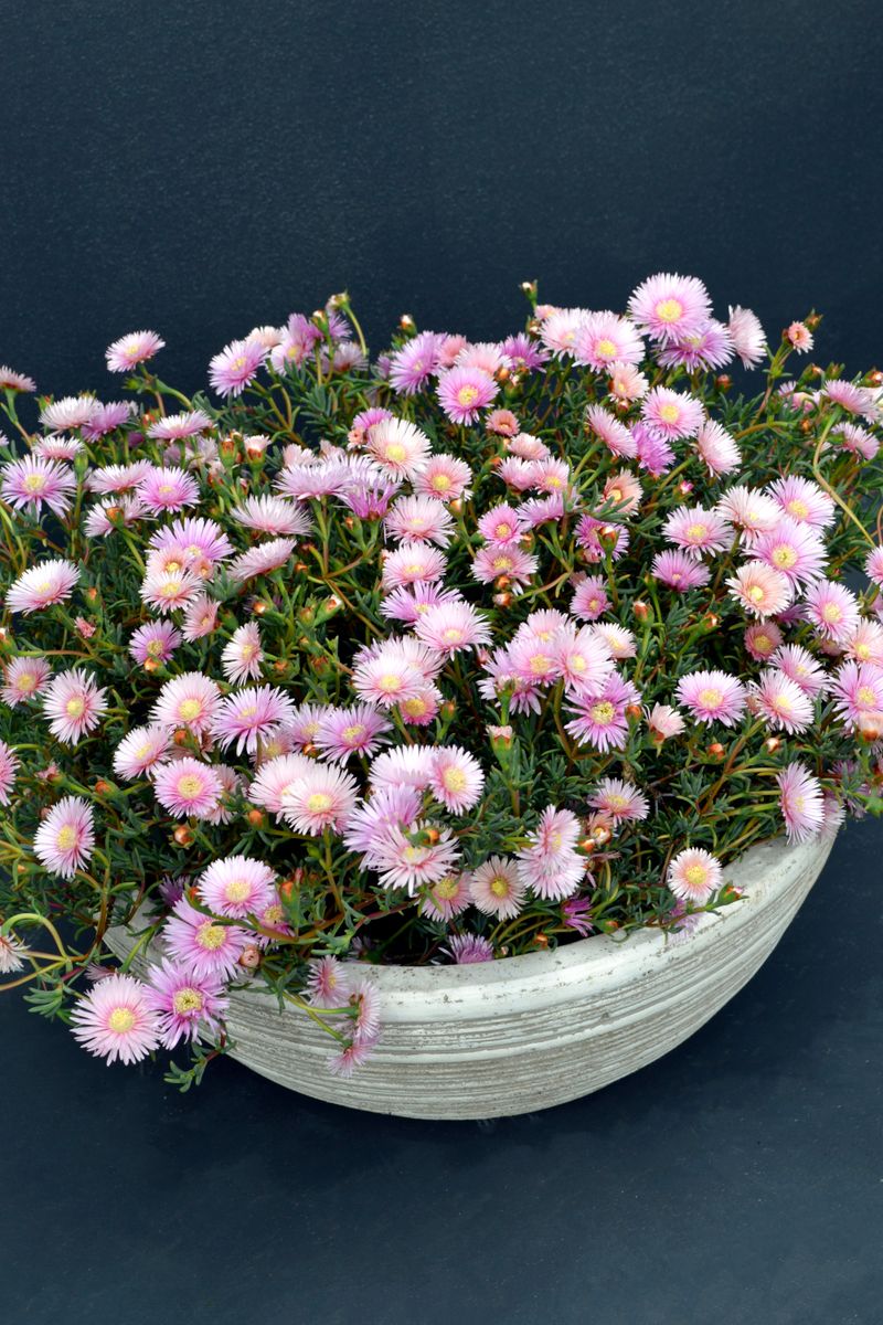 Lampranthus EXPLOSION® ‘Mauve’