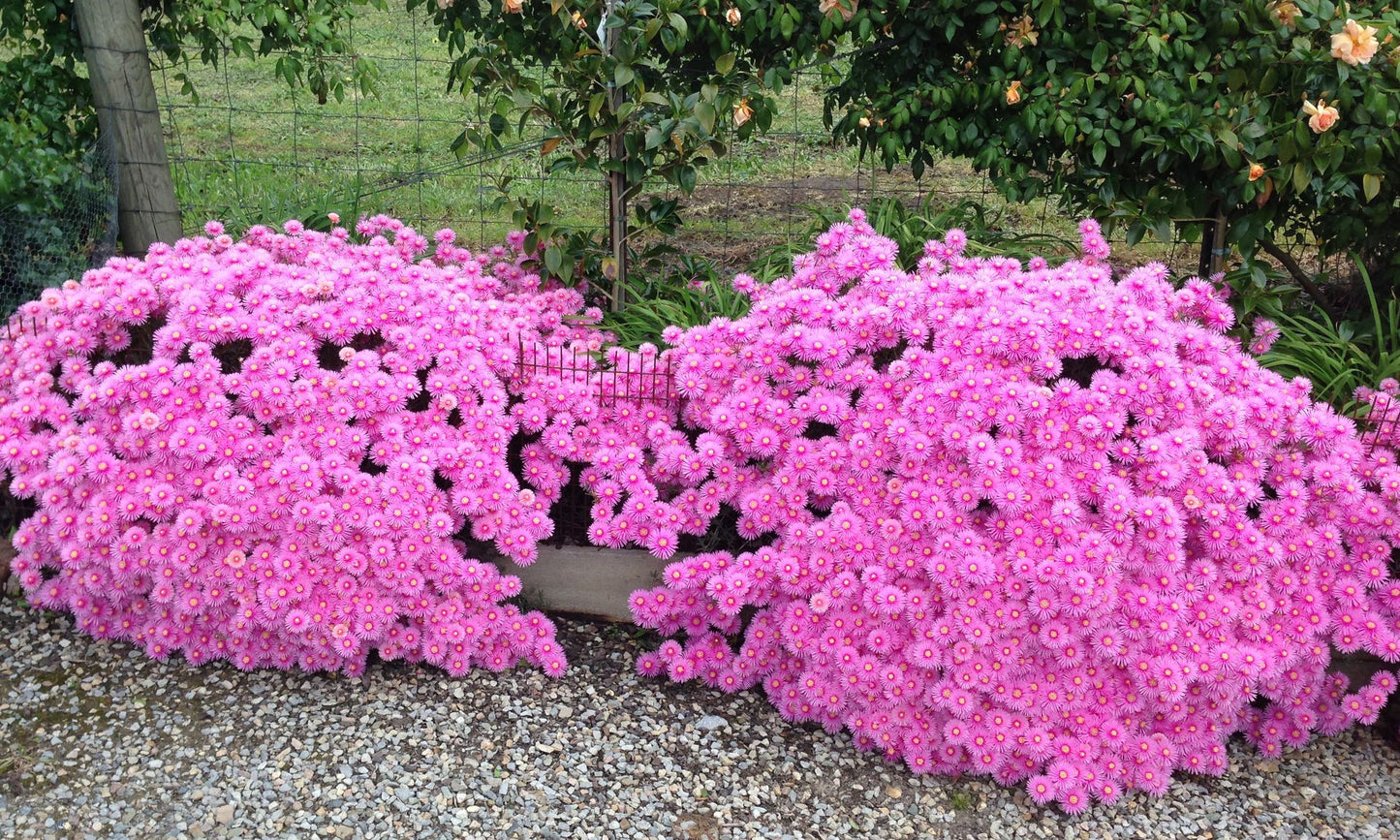 Lampranthus EXPLOSION® ‘Pink’