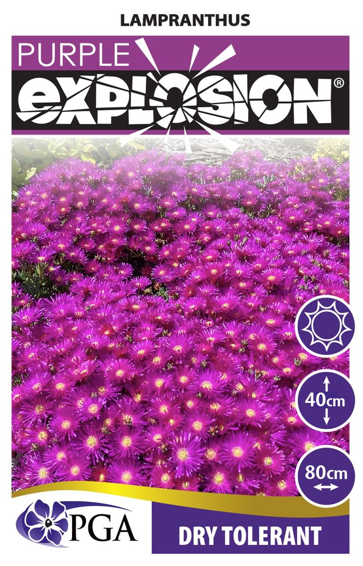 Lampranthus EXPLOSION® ‘Purple’