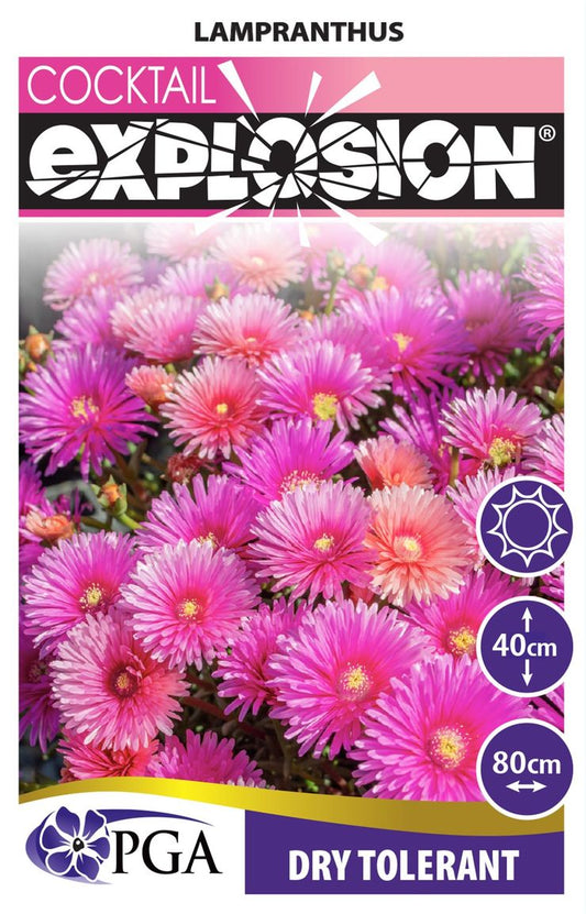 Lampranthus EXPLOSION® ‘Raspberry’