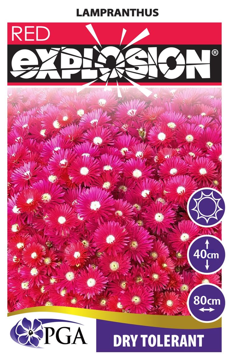 Lampranthus  EXPLOSION® ‘Red’