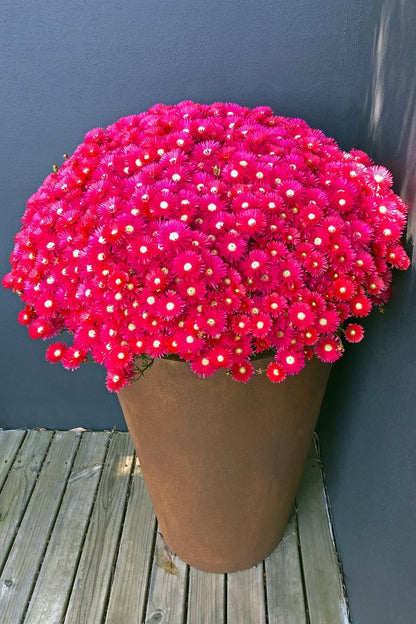 Lampranthus  EXPLOSION® ‘Red’