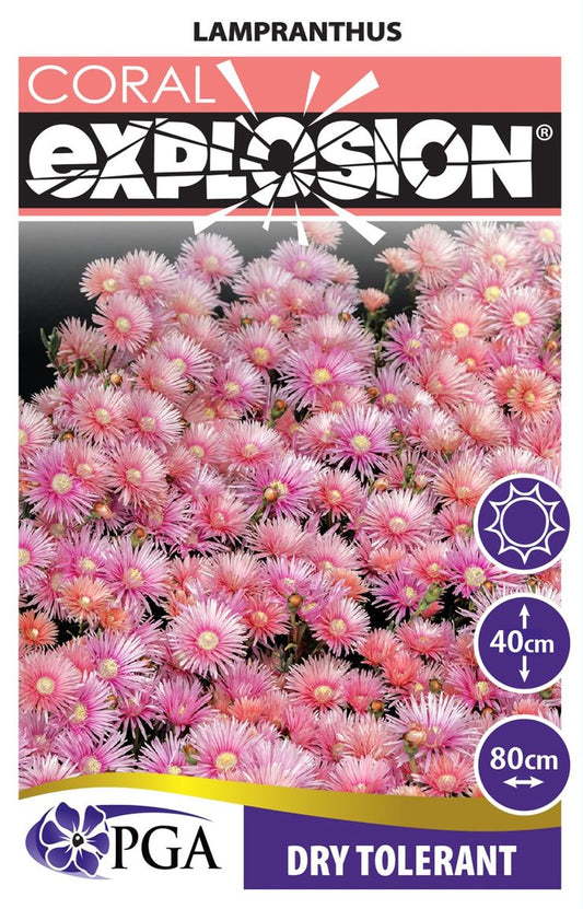 Lampranthus 'Coral Explosion'