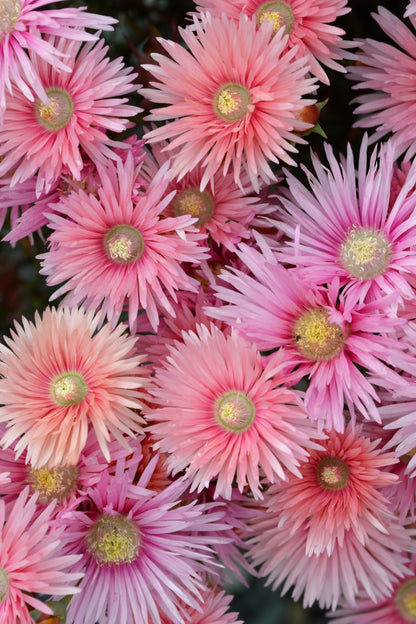 Lampranthus 'Coral Explosion'